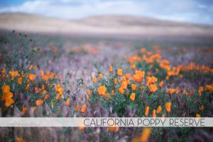 California Poppy Reserve