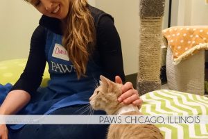 volunteering at PAWS Chicago