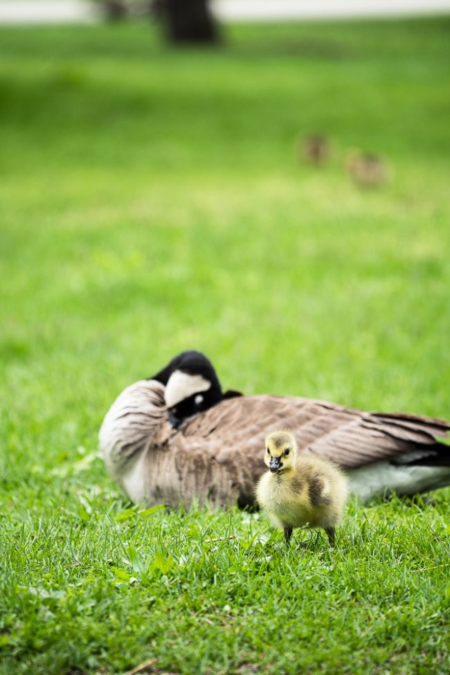 Goslings of Lincoln Park, Chicago, Illinois
