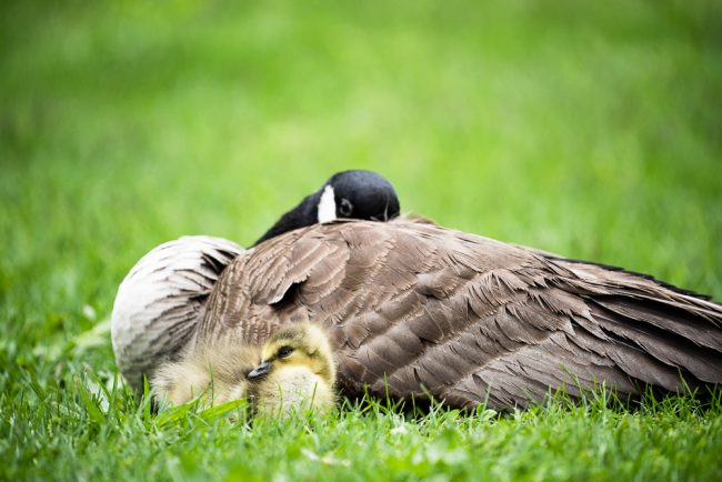 Goslings of Lincoln Park, Chicago, Illinois