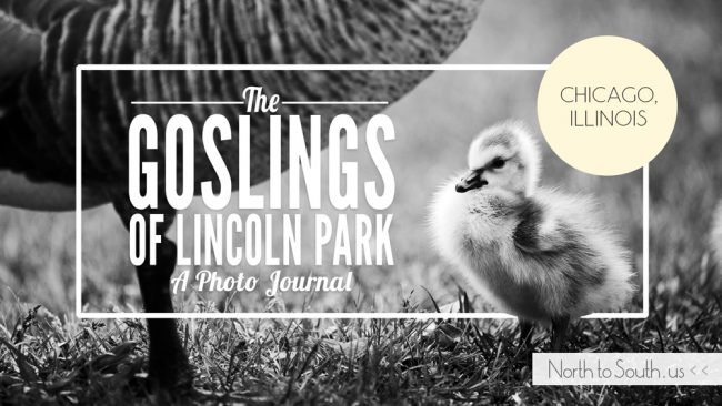 The Goslings of Lincoln Park, Chicago, Illinois