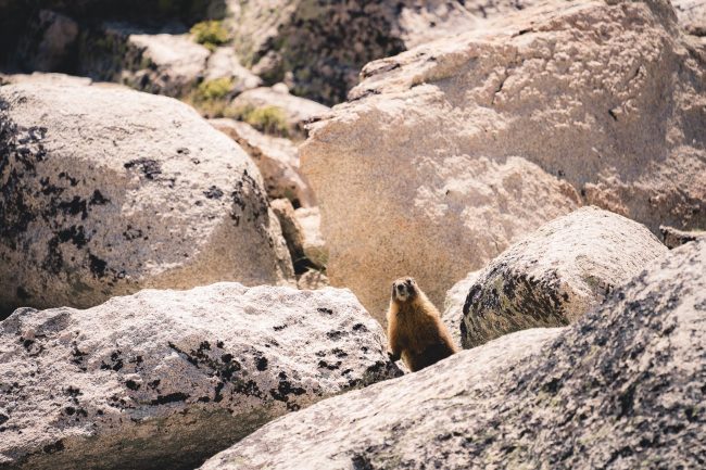 Marmot at Consultation Lake - Hiking Mt Whitney on northtosouth.us