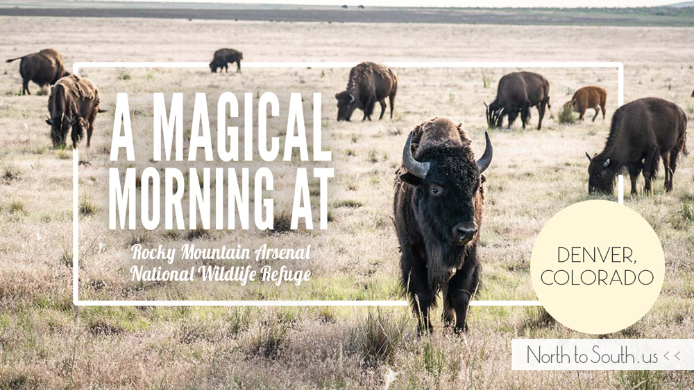 A Magical Morning at Rocky Mountain Arsenal National Wildlife Refuge