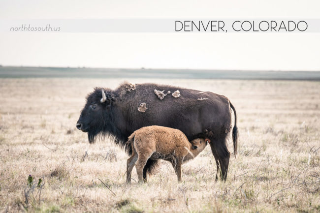 Bison at Rocky Mountain Arsenal National Wildlife Refuge