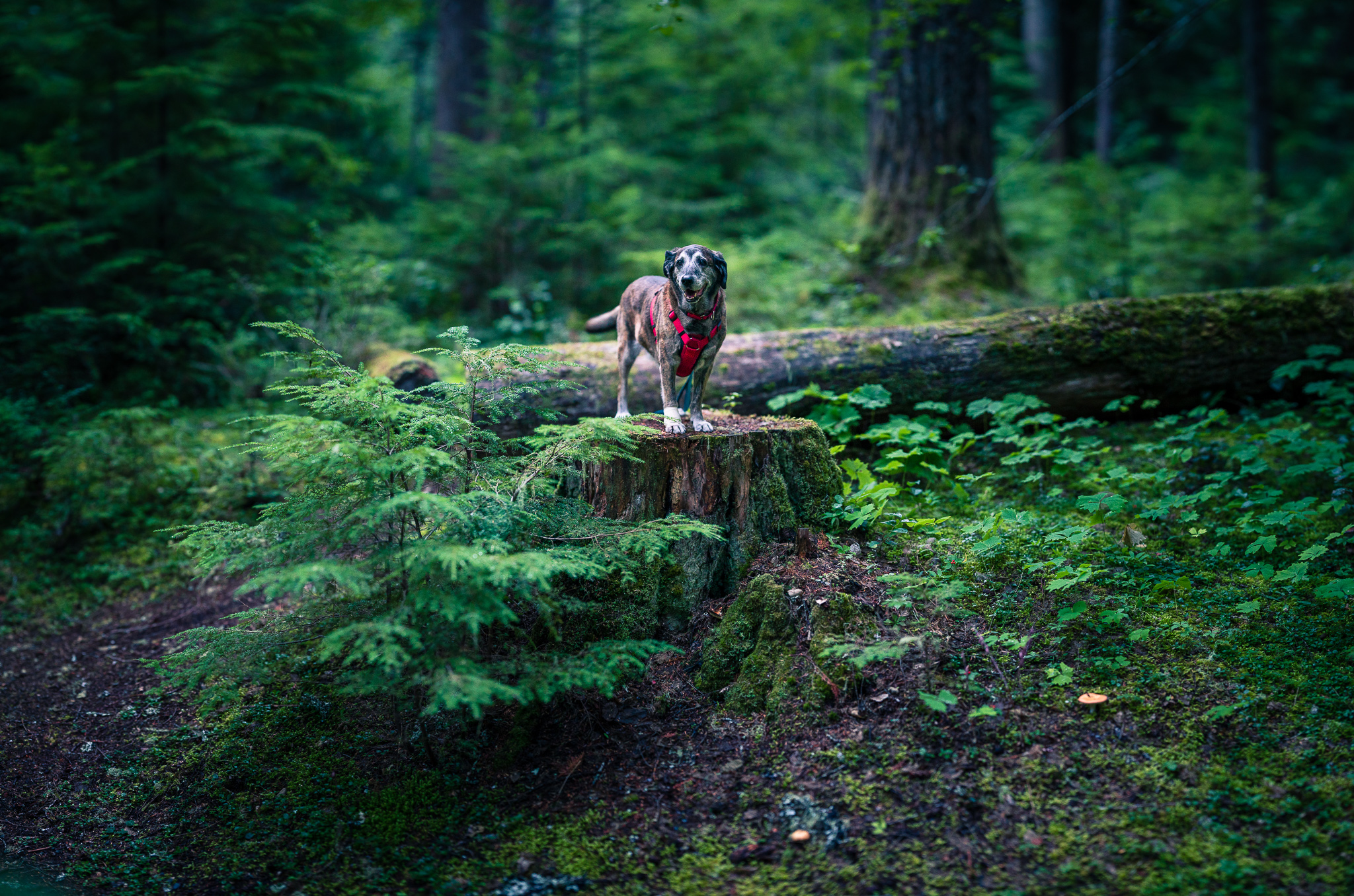 Tiger dog standing on tree stump surrounded by lush green forest.