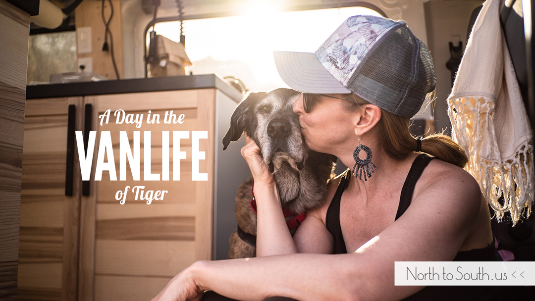 A Day in the VanLife of Tiger: The Importance of Routine