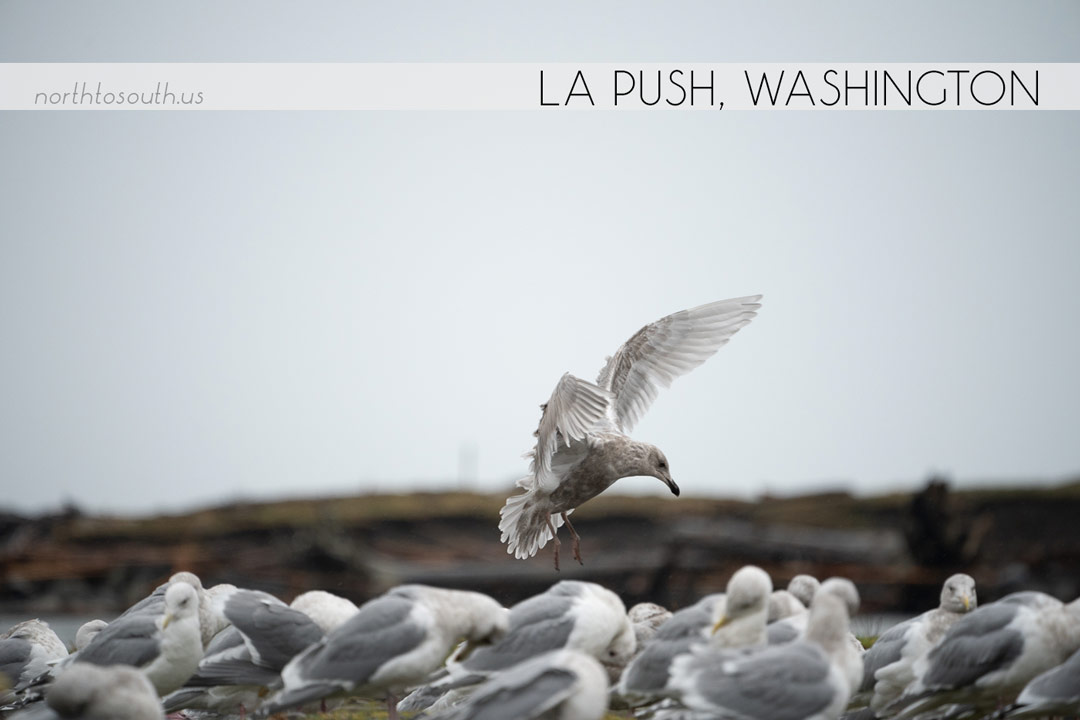 North to South's Year in Review 2019 | La Push, Washington