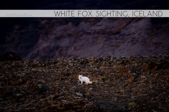 North to South's Year in Review 2019 | White Arctic Fox in Iceland