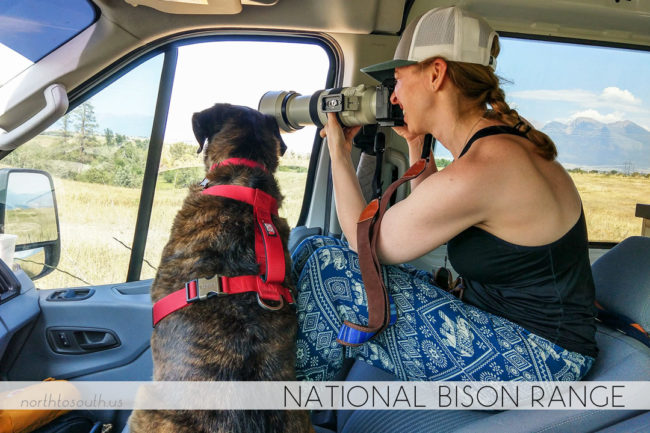 North to South's Year in Review 2019 | National Bison Range with Tiger