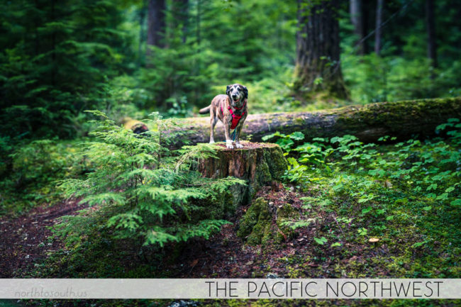 North to South's Year in Review 2019 | Camping with Tiger in The Pacific Northwest