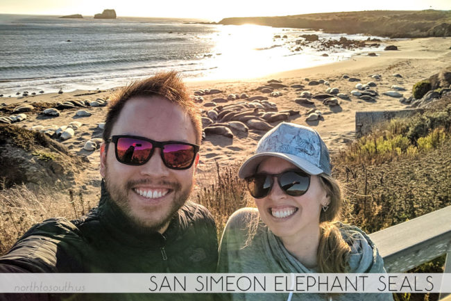 North to South's Year in Review 2019 | Elephant Seals, San Simeon, California