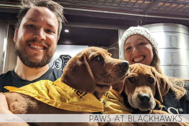 North to South's Year in Review 2019 | PAWS Chicago at Blackhawks