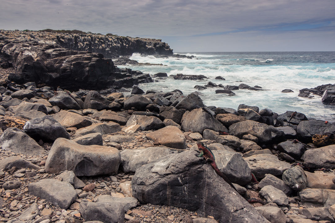 Best Camera Gear for the Galápagos Islands - Canon EOS 700D + 18-135mm STM, Española Island