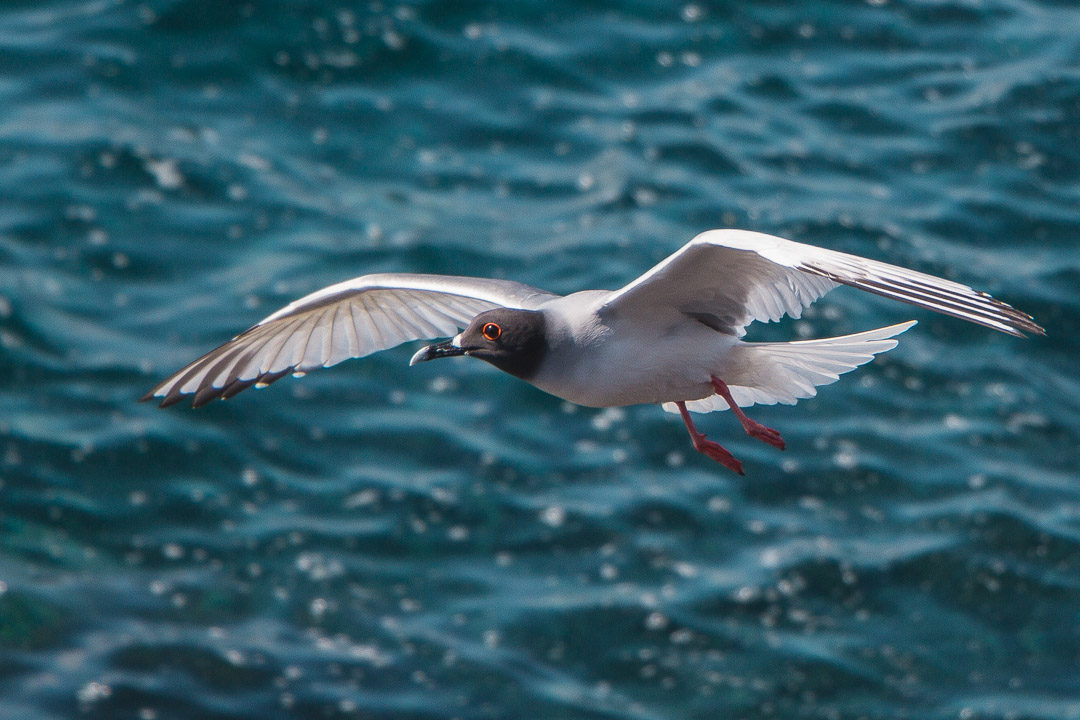 Best Camera Gear for the Galápagos Islands - Canon EOS 700D + 18-135mm STM, Swallow-tailed gull, North Seymour