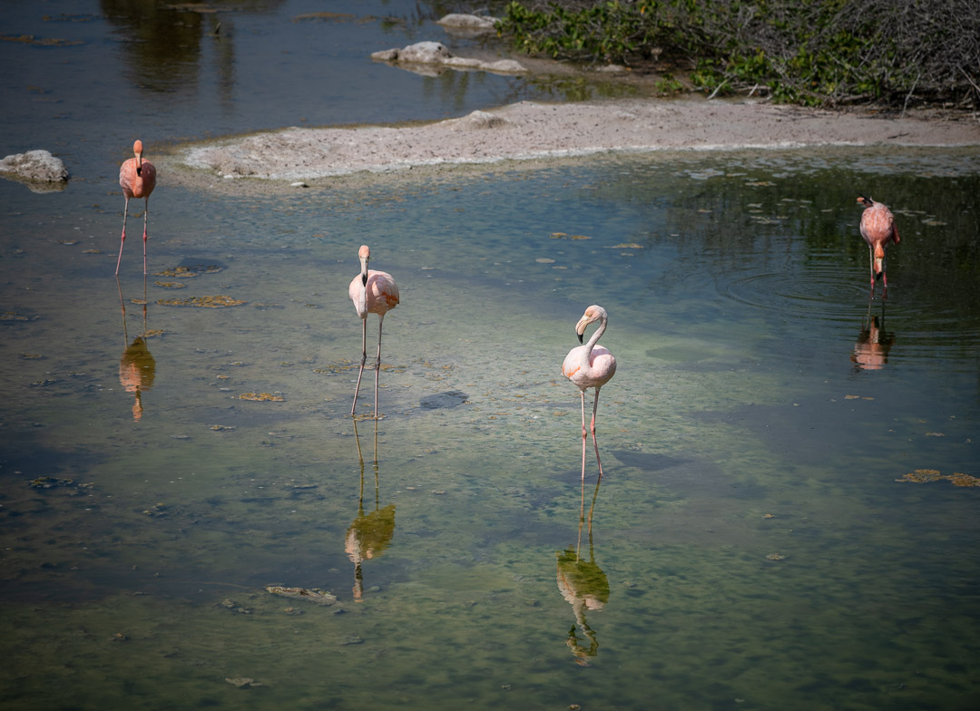 Best Camera Gear for the Galápagos Islands - Sony a7III + 100-400mm - Flamingo Lagoon, Isabela Island