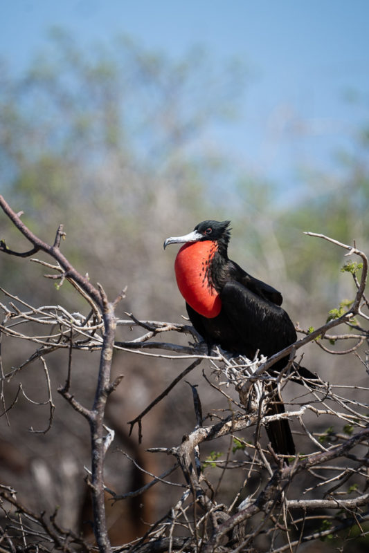 The Best Camera Gear for the Galápagos Islands North to South