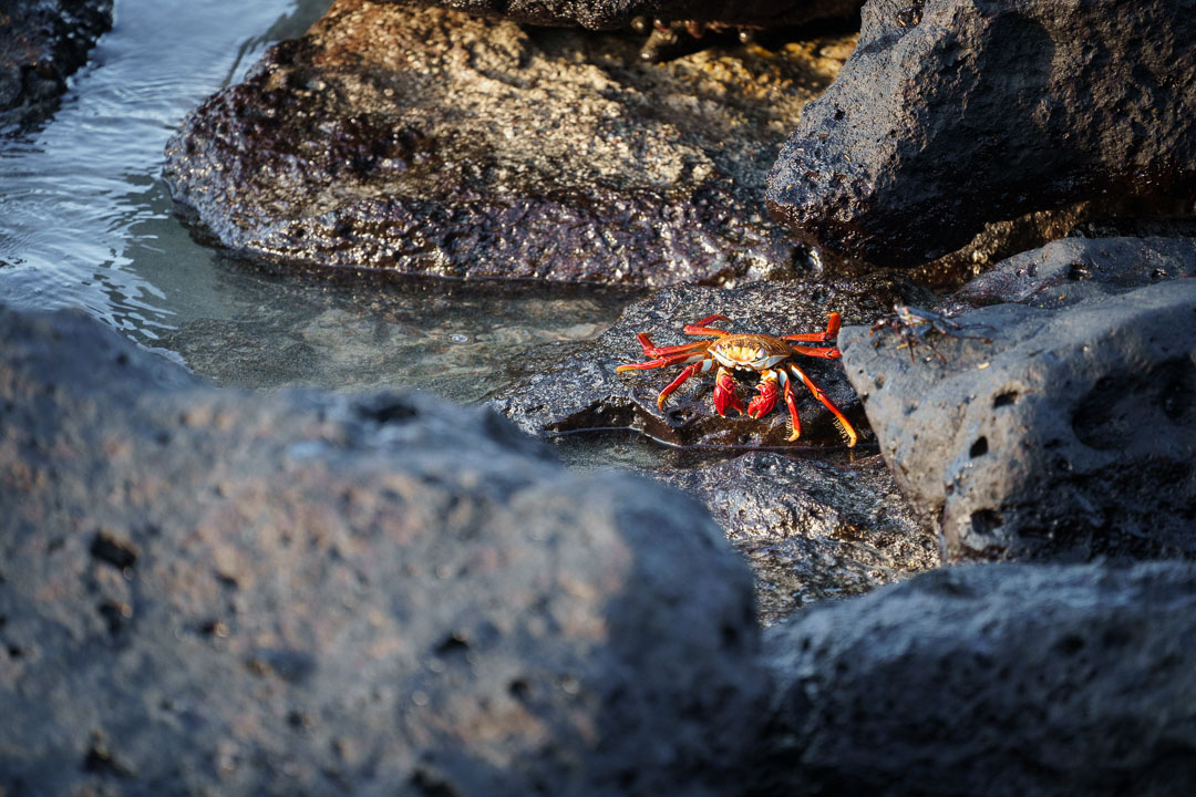 Best Camera Gear for the Galápagos Islands - Sony a7III + 100-400mm - Sally lightfoot crab, San Cristobal