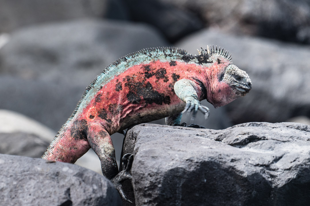 Best Camera Gear for the Galápagos Islands - Sony a7III + 100-400mm - Christmas iguana, Española Island
