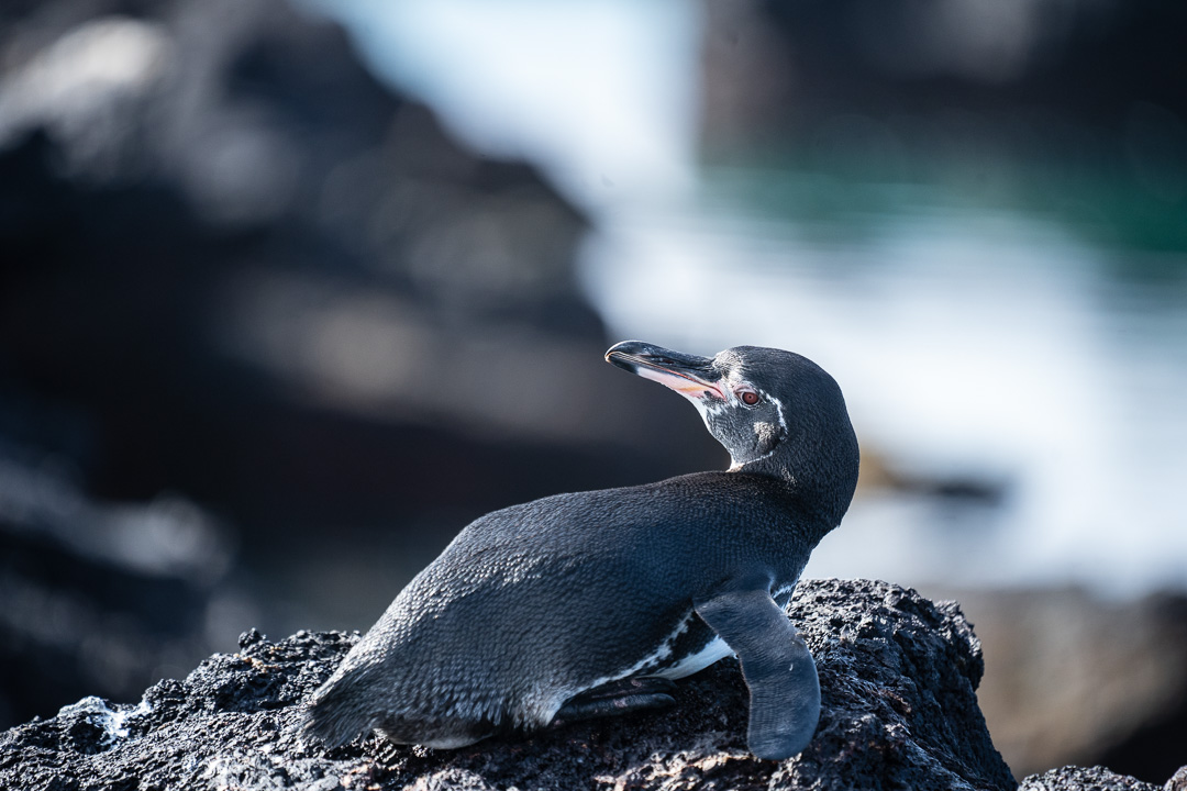 Best Camera Gear for the Galápagos Islands - Sony a7III + 100-400mm - Galapagos Penguin, Tuneles, Isabela Island