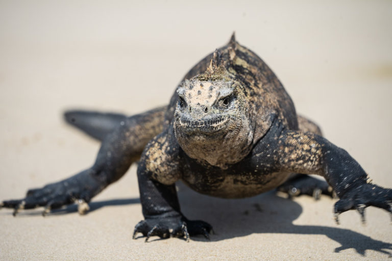 The Best Camera Gear for the Galápagos Islands North to South