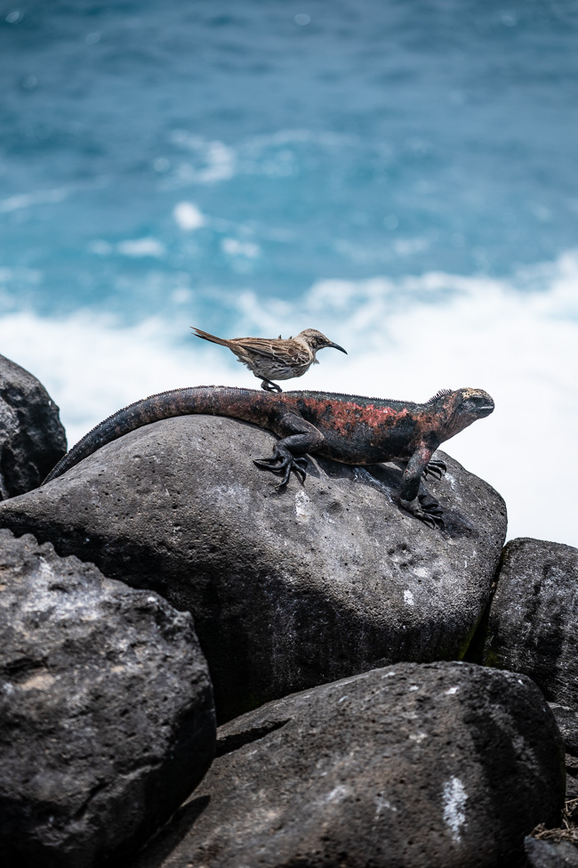 Best Camera Gear for the Galápagos Islands - Sony a7III + 100-400mm - Mockingbird and Christmas iguana, Española Island