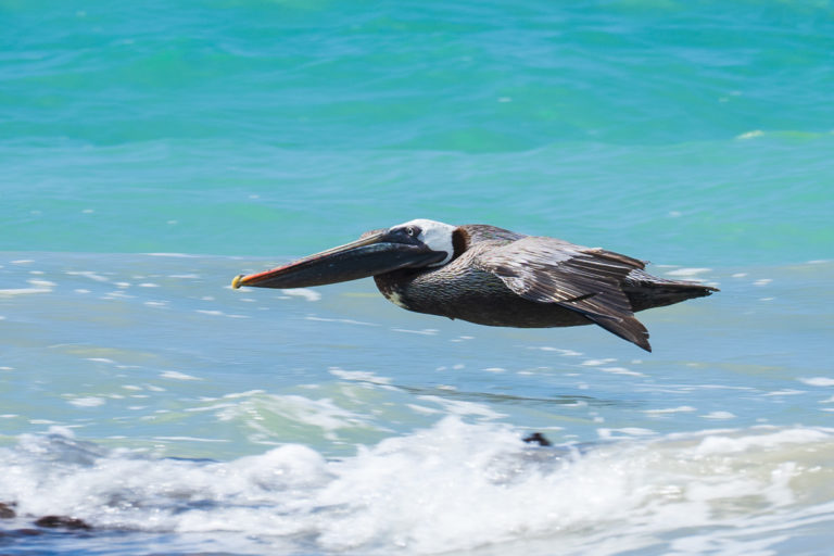 The Best Camera Gear for the Galápagos Islands North to South