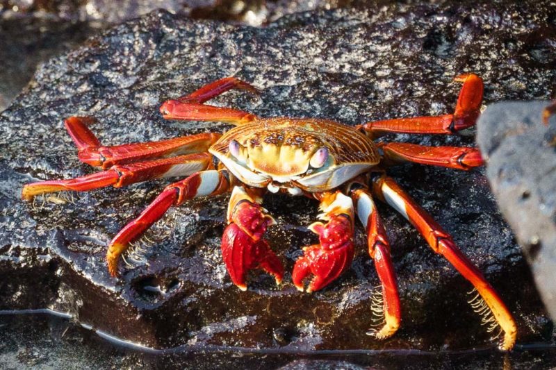 The Best Camera Gear for the Galápagos Islands North to South