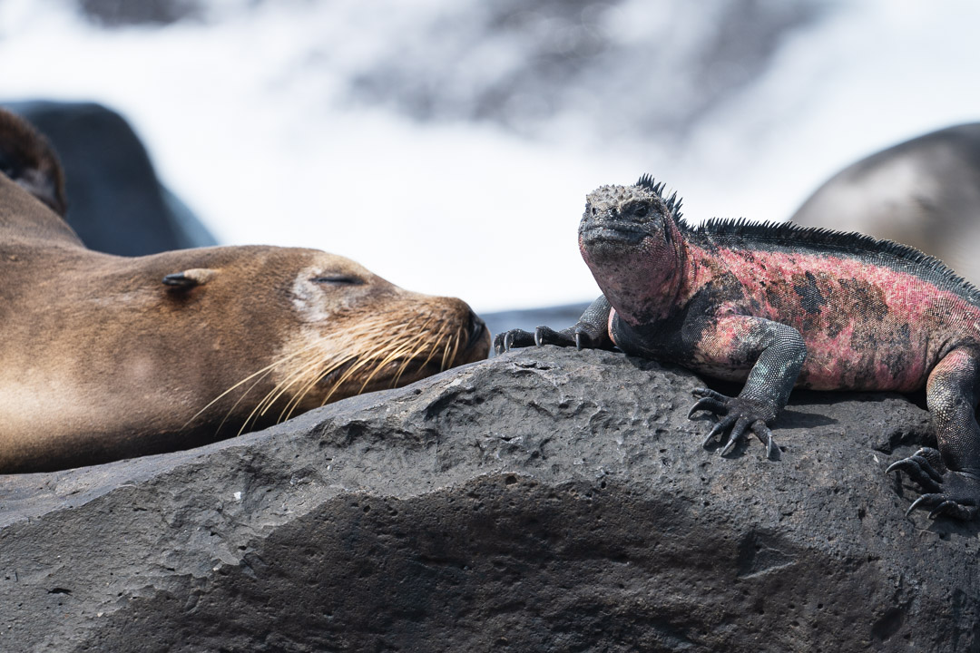 Best Camera Gear for the Galápagos Islands - Sony a7III + 100-400mm - Sea lion + Christmas iguana, Española Island