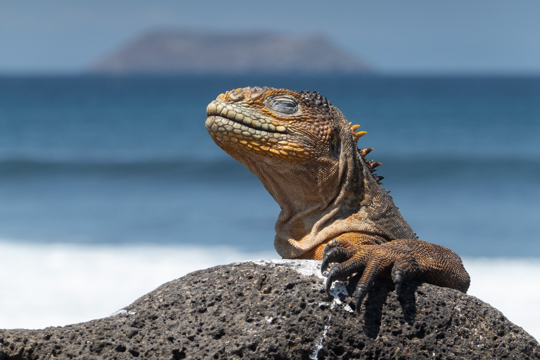 Best Camera Gear for the Galapagos Islands - RX100 VII - Yellow Land Iguana, North Seymour Island