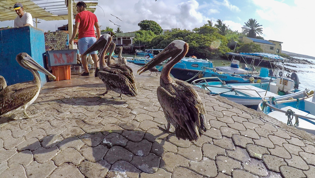 Fish market in Puerto Ayora, Santa Cruz, Galápagos Islands