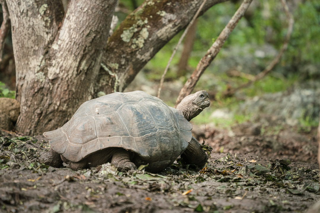 Tortoise at the San Cristóbal Galapaguera, Galápagos Islands