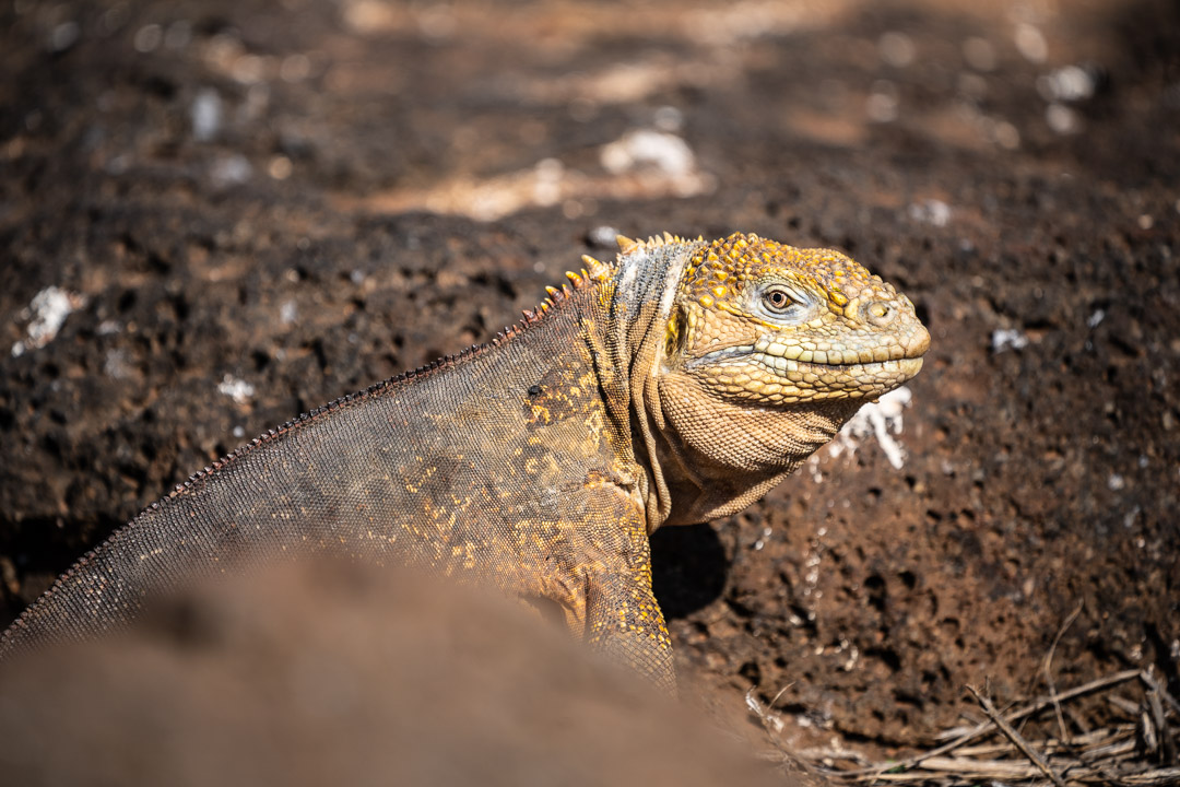 yellow land iguana on North Seymour Island, Galápagos Islands