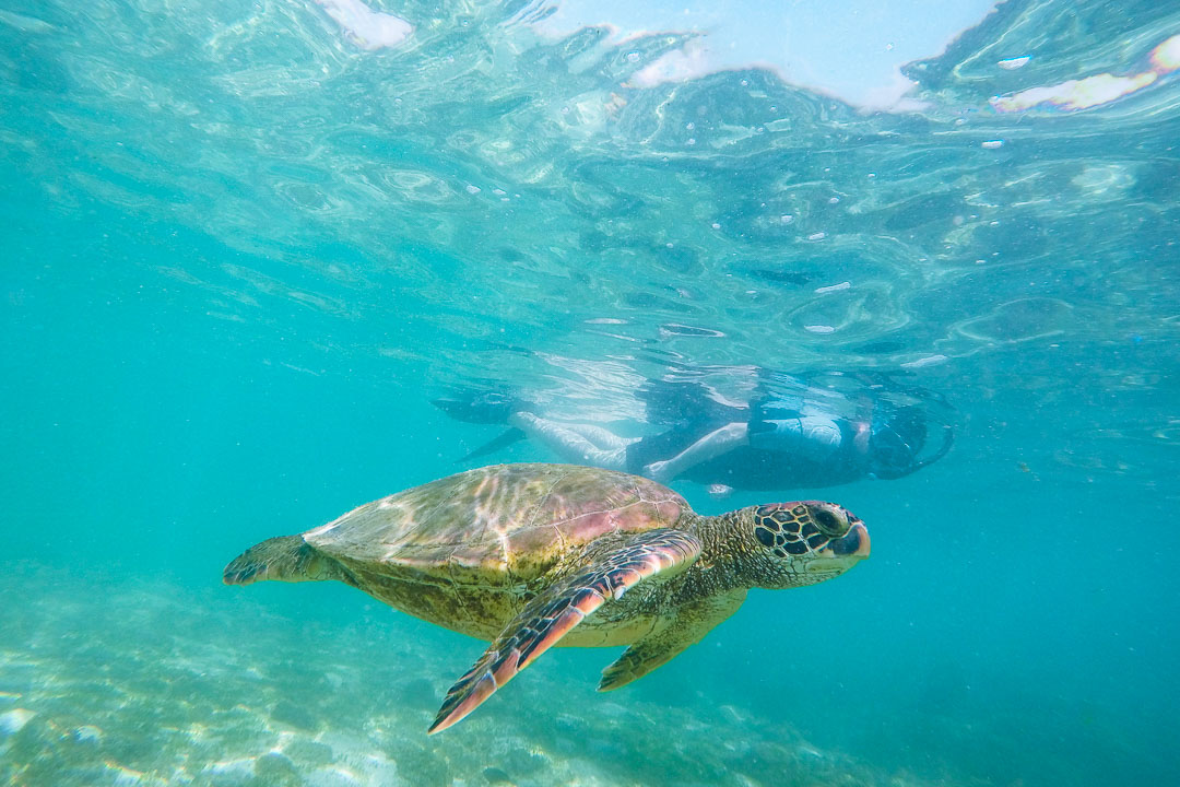 Ian snorkeling alongside a sea turtle during our San Cristóbal 360 Tour