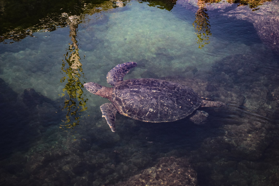 Galápagos Islands sea turtle